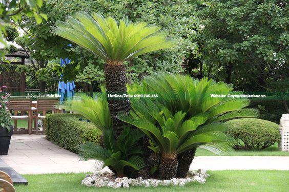 cây vạn tuế trồng cảnh quan cây vạn tuế trồng cảnh quan