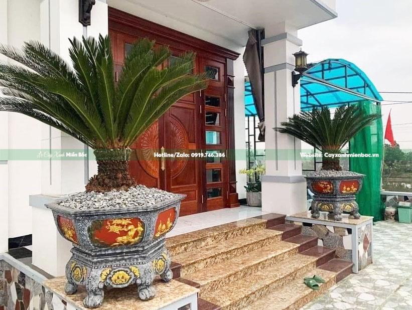 cây vạn tuế trồng gia đình