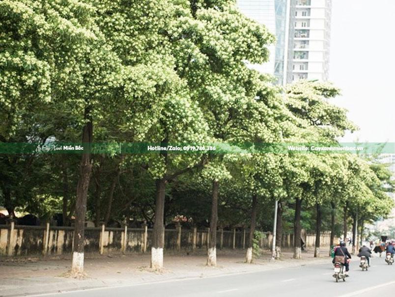 hoa sữa nở trên phố hoa sữa nở trên phố