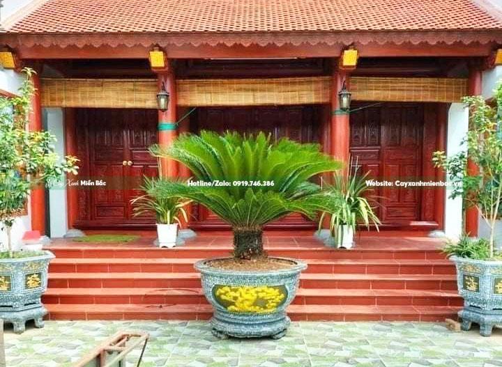 mua cây vạn tuế giá tốt mua cây vạn tuế giá tốt