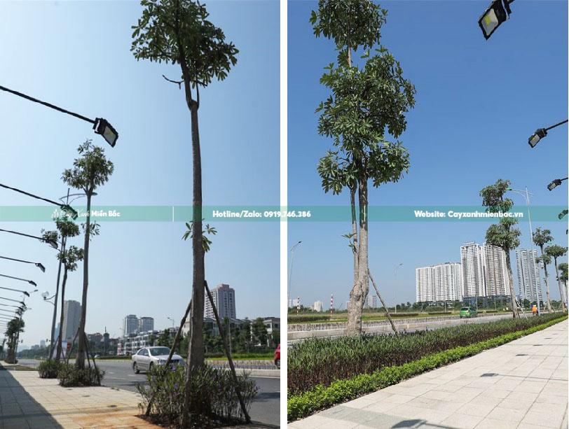 mua cây vú sữa mua cây vú sữa