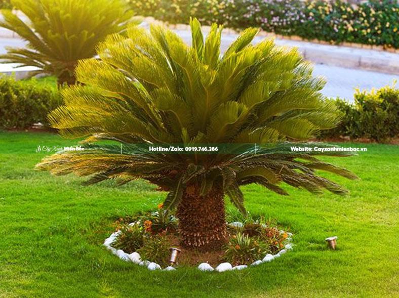 trồng cây vạn tuế công trình trồng cây vạn tuế công trình