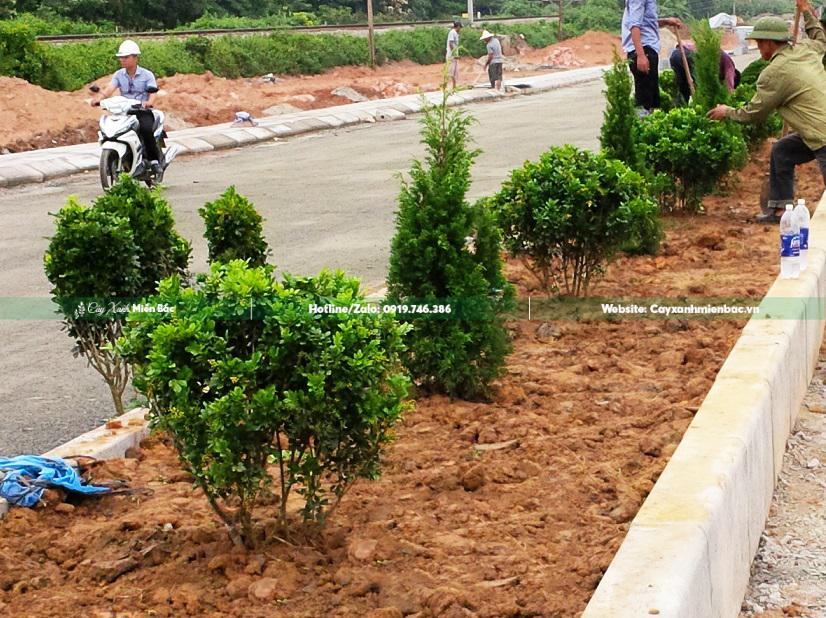 Trồng cây ngâu công trình Trồng cây ngâu công trình