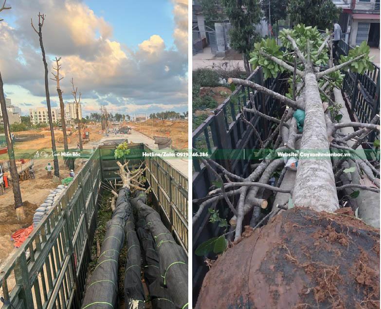 bán cây báng giá tốt bán cây báng giá tốt