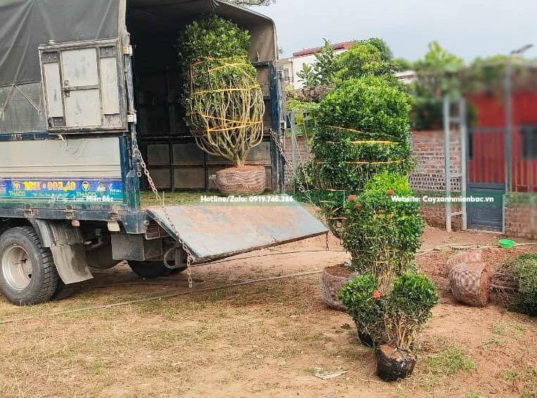 bán cây ngâu công trình giá rẻ bán cây ngâu công trình giá rẻ