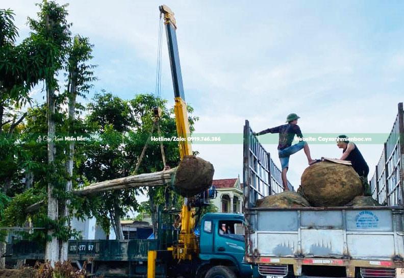 bán cây săng lẻ giá tốt