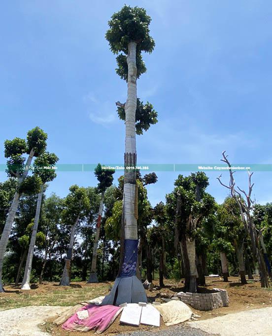 cây báng cỡ lớn cây báng cỡ lớn