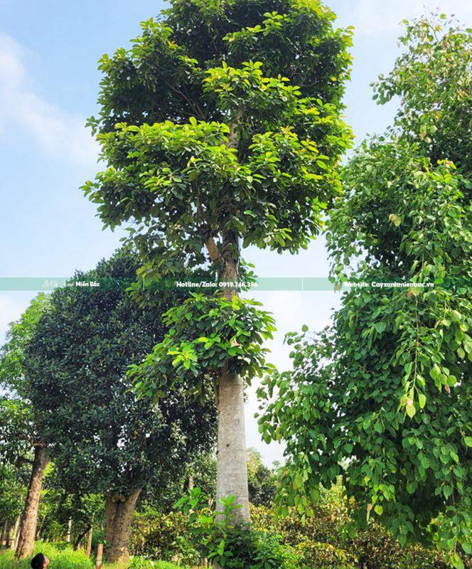 cây báng cỡ lớn