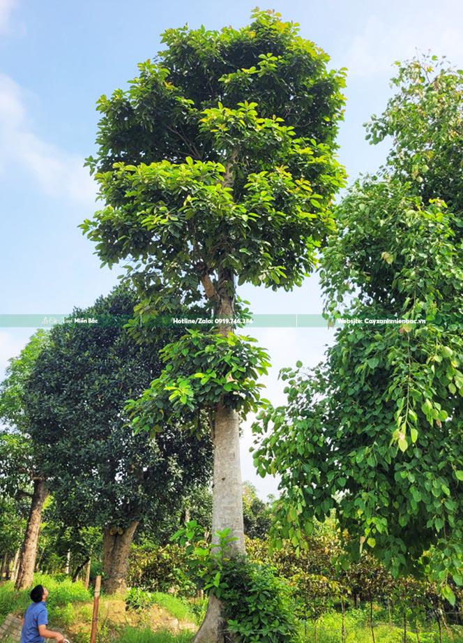 cây báng cỡ lớn cây báng cỡ lớn