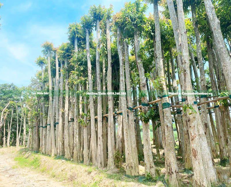 cây bằng lăng núi dâm ủ