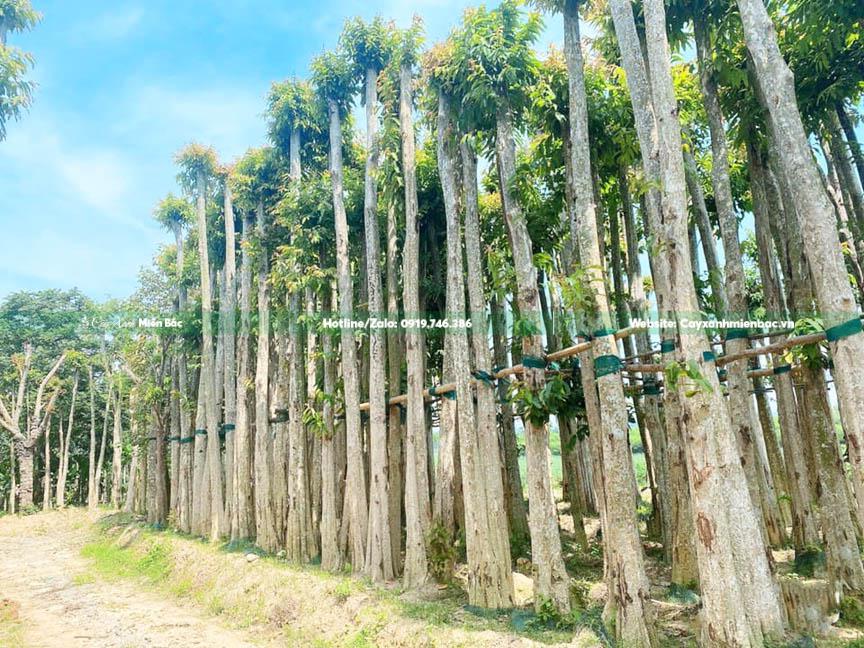 cây bằng lăng núi dâm ủ cây bằng lăng núi dâm ủ