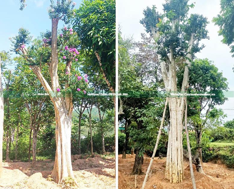 cây bằng lăng núi ghép tường vi cây bằng lăng núi ghép tường vi