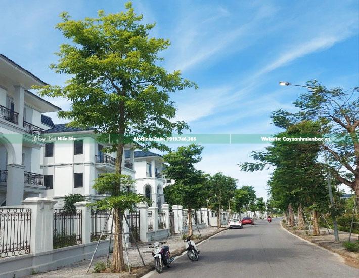 cây bằng lăng núi giá tốt cây bằng lăng núi giá tốt