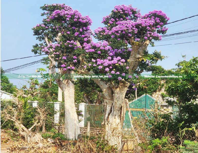 cây bằng lăng núi nở hoa