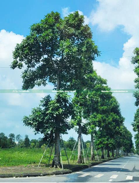 cây báng thân gỗ cây báng thân gỗ