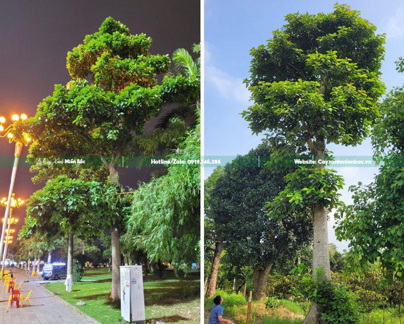 cây báng trồng công viên