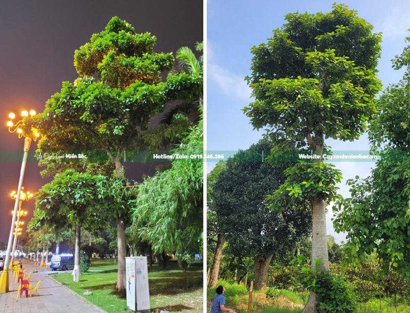 cây báng trồng công viên cây báng trồng công viên