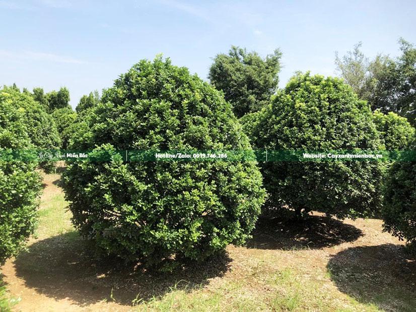 cây ngâu cỡ lớn cây ngâu cỡ lớn