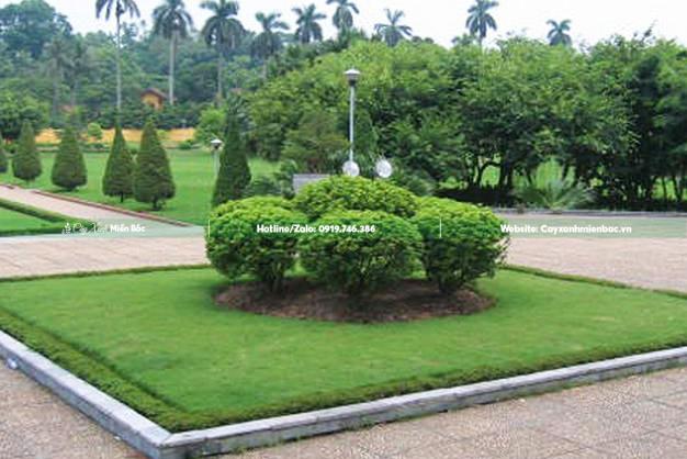 cây ngâu trồng cảnh quan cây ngâu trồng cảnh quan