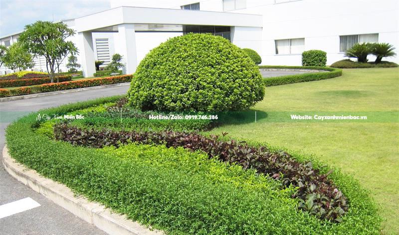 cây ngâu trồng trang trí cảnh quan nhà máy cây ngâu trồng trang trí cảnh quan nhà máy