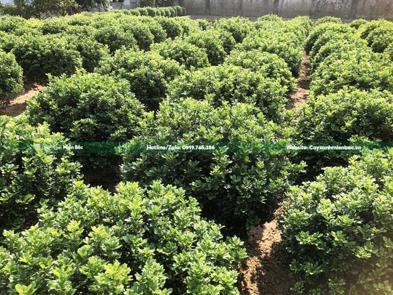 cây ngâu cây ngâu