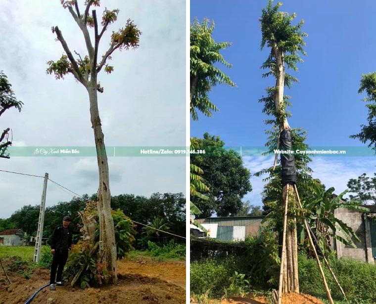 cây săng lẻ công trình