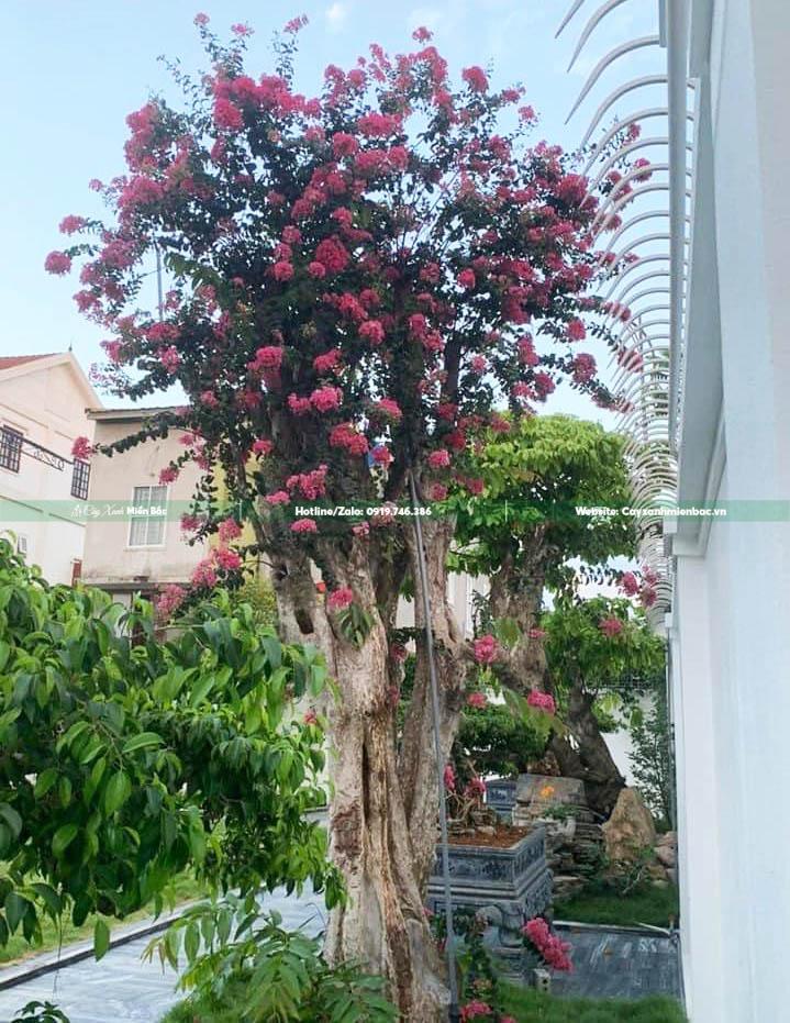 cây săng lẻ ghép tường vi cây săng lẻ ghép tường vi