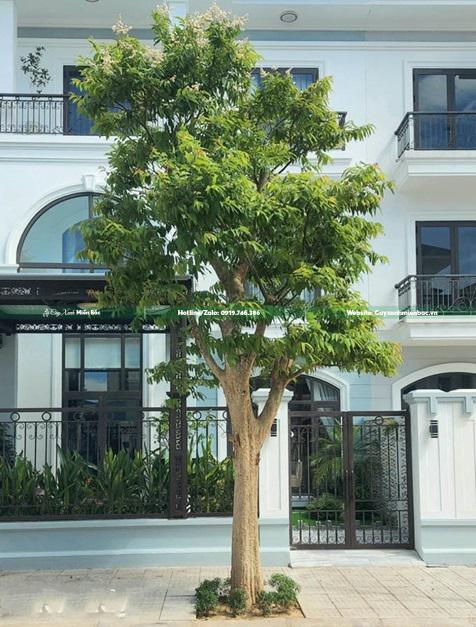 cây sang lẻ trồng đô thị cây sang lẻ trồng đô thị