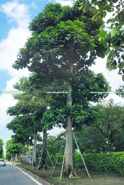 cây tếch cây báng cây tếch cây báng