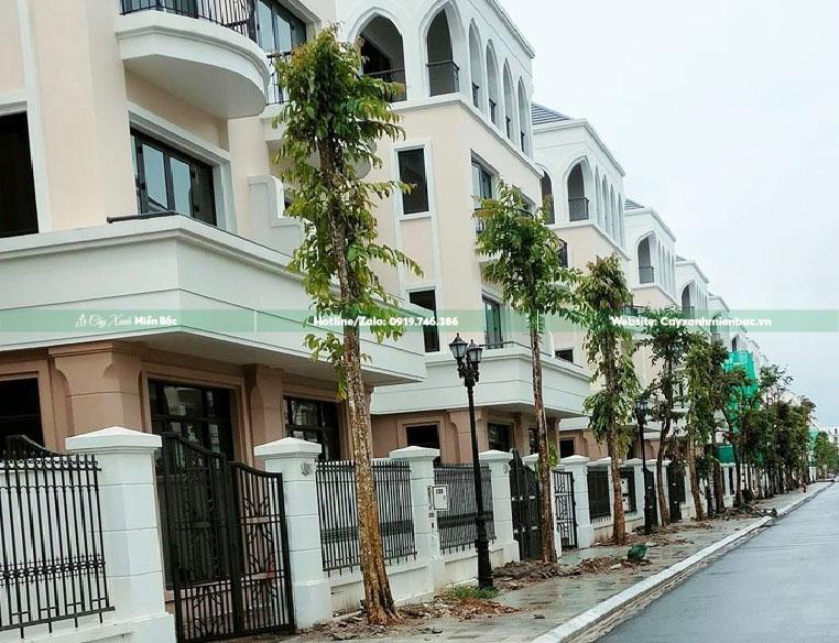 mua bán cây Săng lẻ mua bán cây Săng lẻ