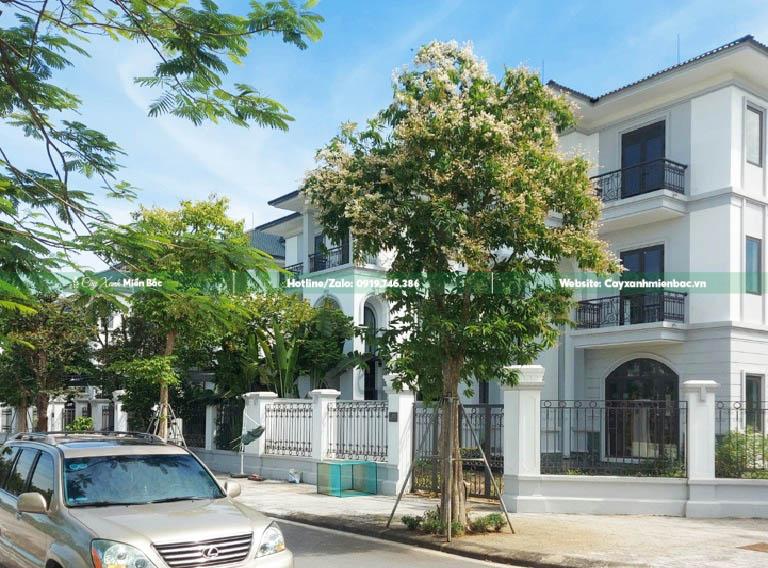 mua cây săng lẻ mua cây săng lẻ