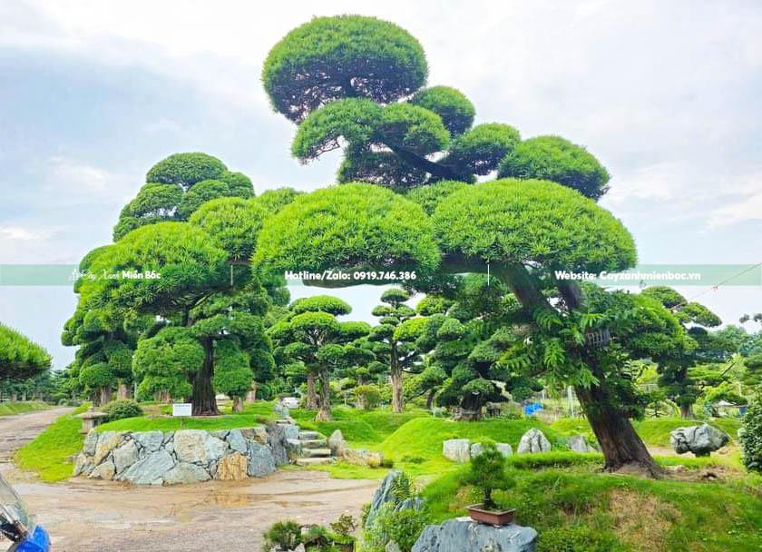 cây tùng Nhật đẳng cấp cây tùng Nhật đẳng cấp