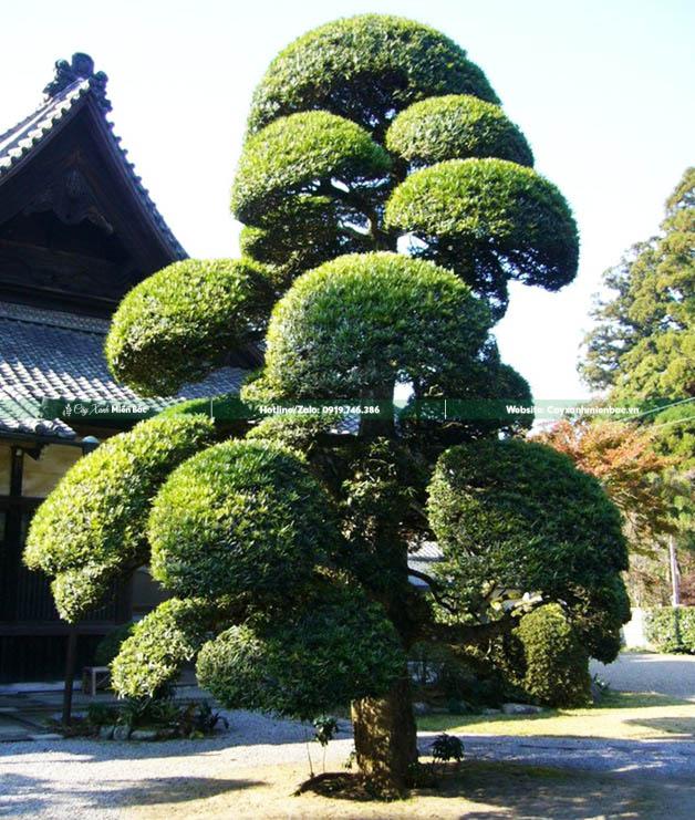 cây tùng la hán Nhật cây tùng la hán Nhật