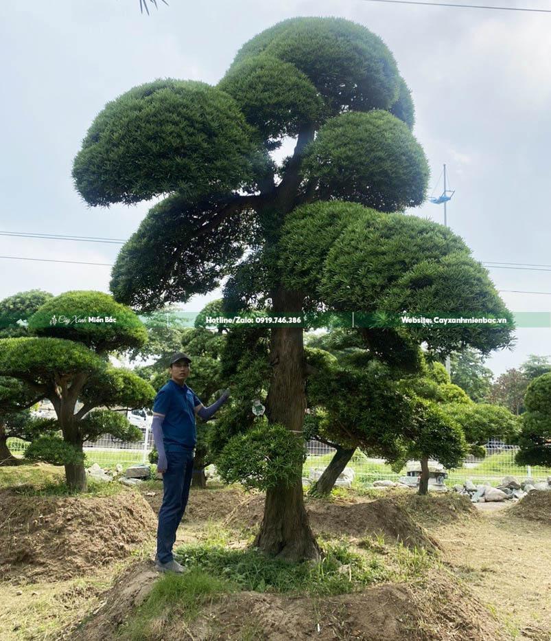 cây tùng la hán cỡ lớn cây tùng la hán cỡ lớn