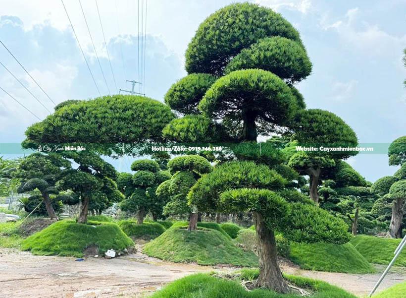 cây tùng la hán dáng huyền cây tùng la hán dáng huyền