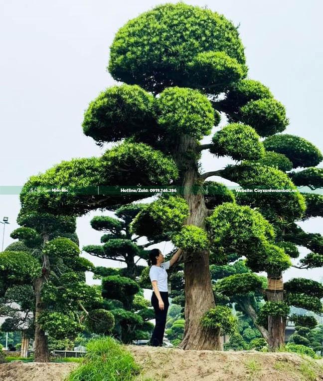 cây tùng la hán nhật cây tùng la hán nhật