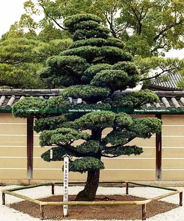 cây tùng la hán sân vườn cây tùng la hán sân vườn