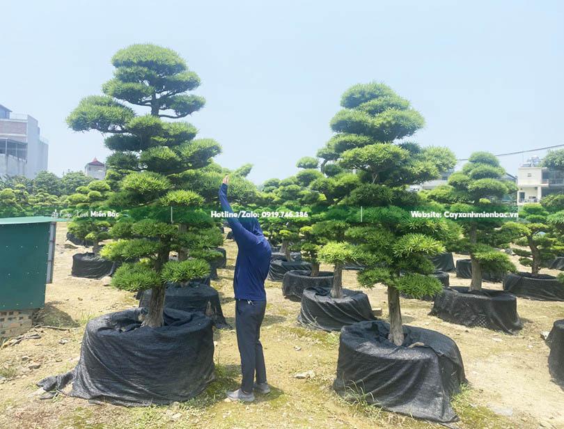 cây tùng la hán tại vườn cây tùng la hán tại vườn