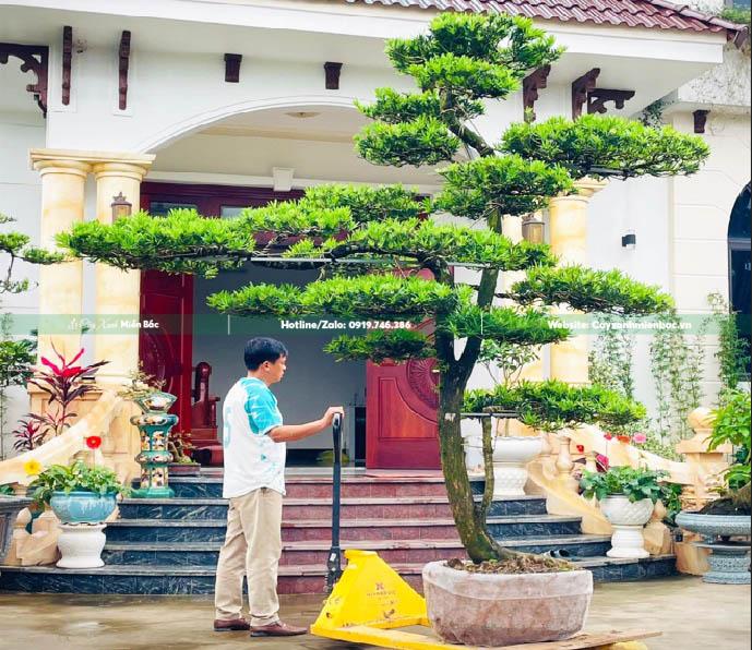 cây tùng lá hán việt nam cây tùng lá hán việt nam