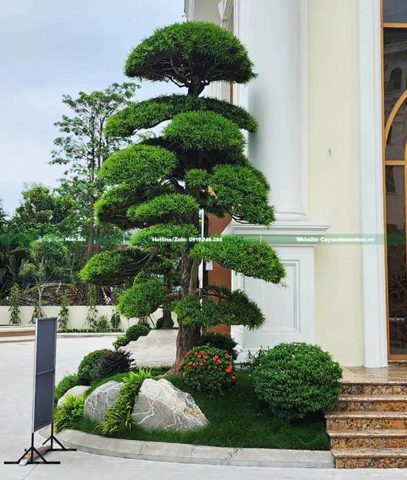 trồng cây tùng la hán trồng cây tùng la hán