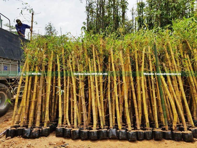 Cây tre vàng cỡ trung bình