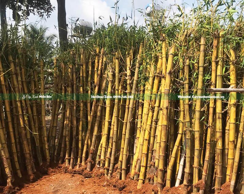 Cây tre vàng giá tốt Cây tre vàng giá tốt
