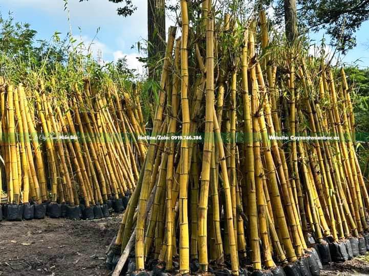 cây tre ngà giá tốt