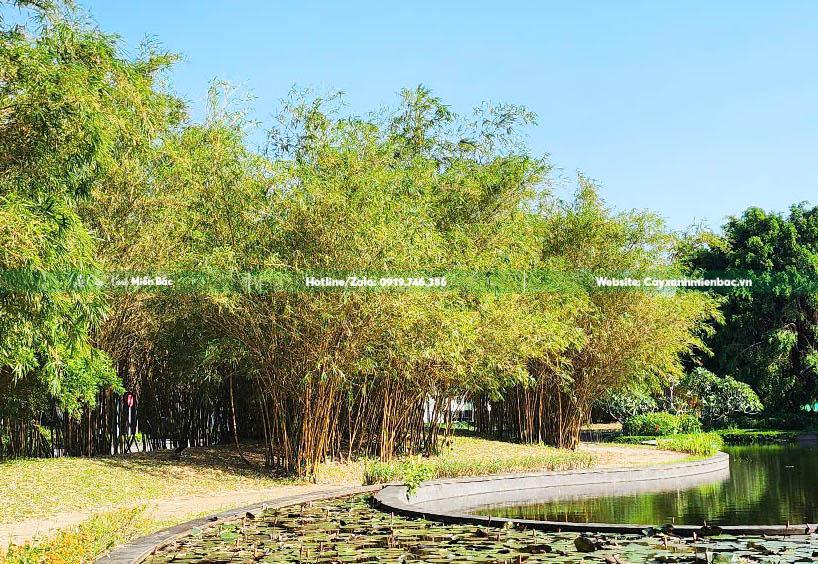 trồng cây tre ngà trồng cây tre ngà