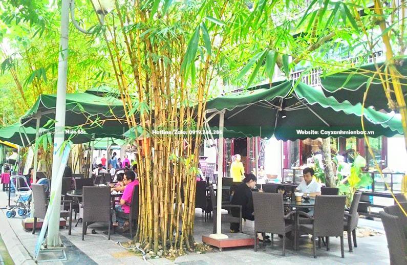 trồng cây tre vàng trang trí quán cafe