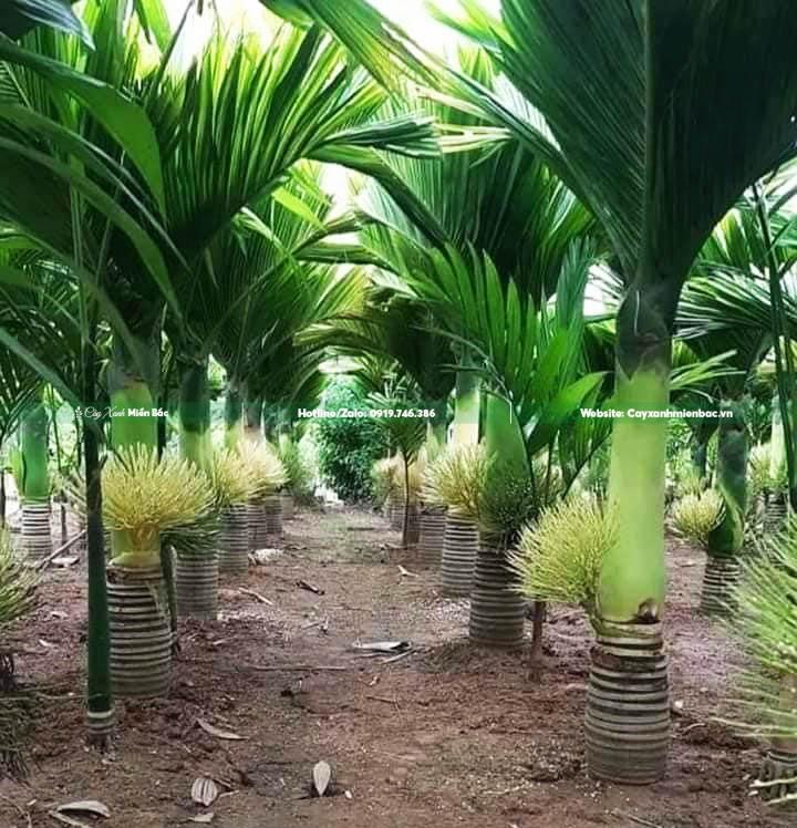 bán cây cau lùn bán cây cau lùn