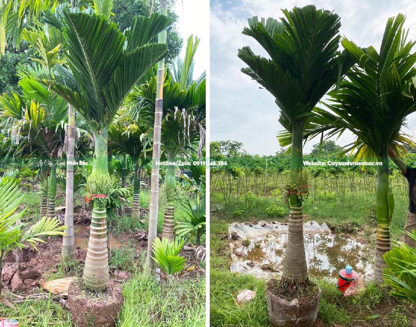 cây cau lùn cỡ lớn cây cau lùn cỡ lớn