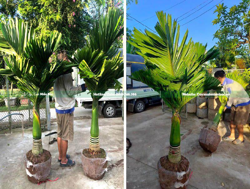 cây cau lùn cỡ trung bình