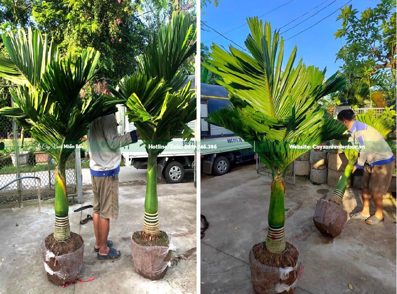 cây cau lùn cỡ trung bình cây cau lùn cỡ trung bình