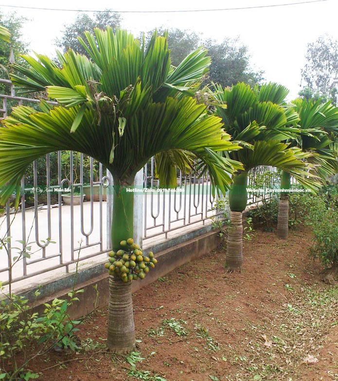 cây cau lùn cây cau lùn